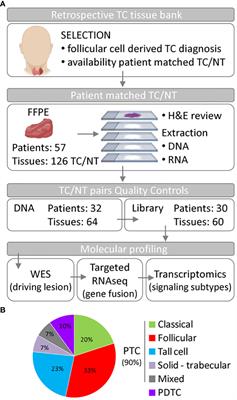 Genomic and transcriptomic analyses of thyroid cancers identify DICER1 somatic mutations in adult follicular-patterned RAS-like tumors